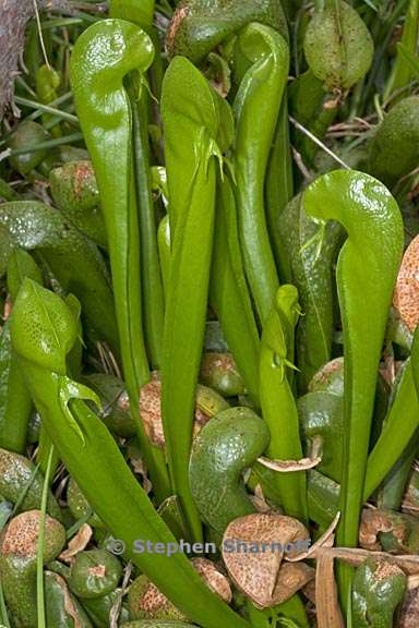 darlingtonia californica 14 graphic